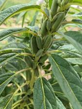 Hybrid Tilli