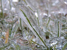 Ryegrass