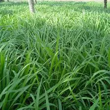 Onega Protiene Grass