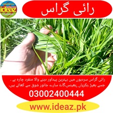 Ryegrass