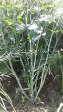 Hybride Mstard Seed