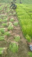 Nasar Pori Onion Nursri