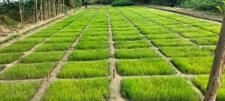 Nasar Pori Onion Nursri