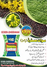 Hybride Mstard Seed