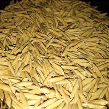Rice Seed PB-1847