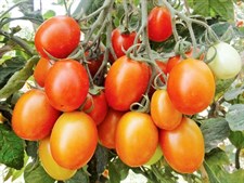 OVAL TOMATO