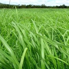 Glorious Rhodes Grass