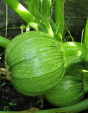 ROUND SQUASH 
