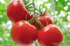 Round Tomato