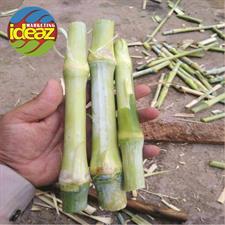 Super Nepier Grass CO5