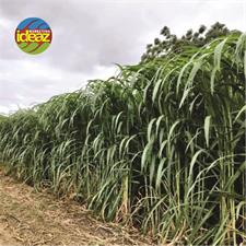 Super Nepier Grass CO5