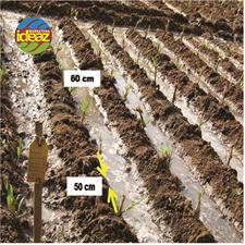 Super Nepier Grass CO5