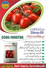Round Tomato