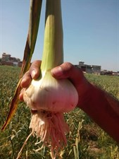 NARC Garlic G1